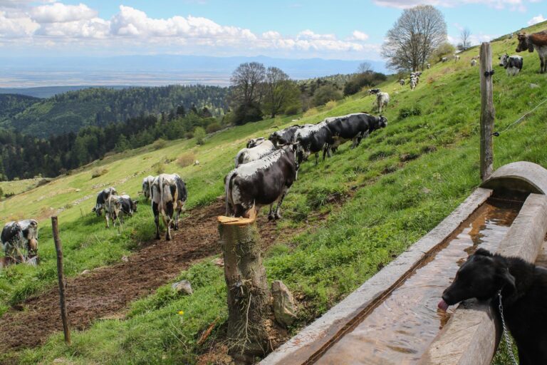 Balade ferme-auberge Buchwald : écouter les cloches tinter…