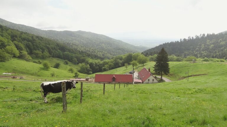 Balade ferme-auberge Kohlschlag : entre châteaux et chapelle