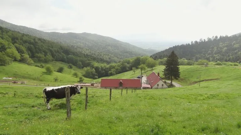 Balade ferme-auberge Kohlschlag : entre châteaux et chapelle