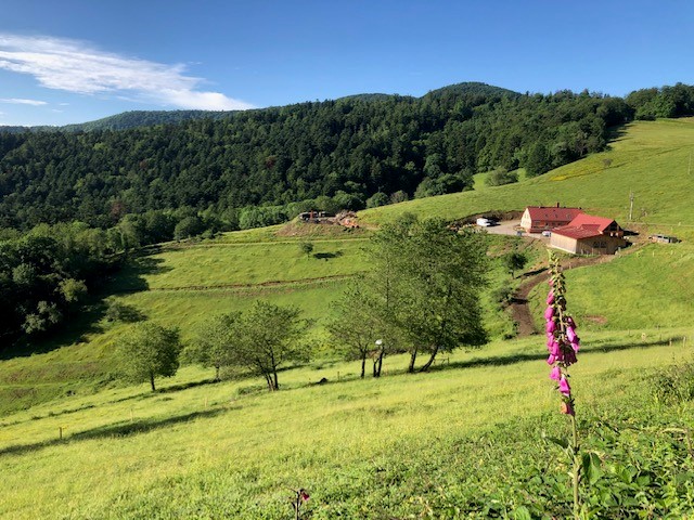 Balade ferme-auberge Kohlschlag : entre châteaux et chapelle