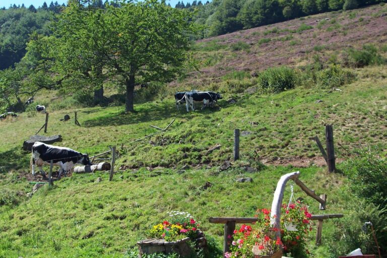 Balade ferme-auberge Bruckenwald : sur l'ancienne frontière