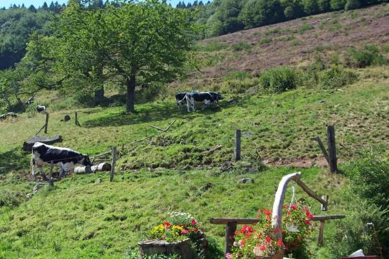 Balade ferme-auberge Bruckenwald : sur l'ancienne frontière