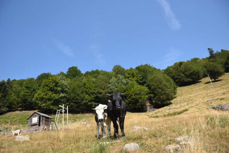 Balade ferme-auberge Grand Langenberg : vers les forêts sauvages