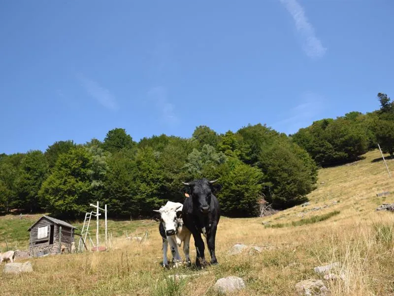 Wandeling Grand Langenberg: naar de wilde bossen