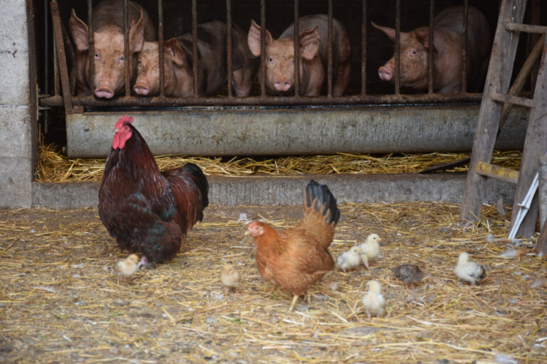 Balade ferme-auberge Grand Langenberg : vers les forêts sauvages