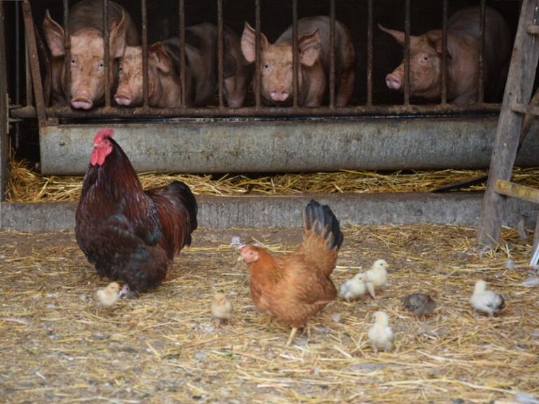 Balade ferme-auberge Grand Langenberg : vers les forêts sauvages