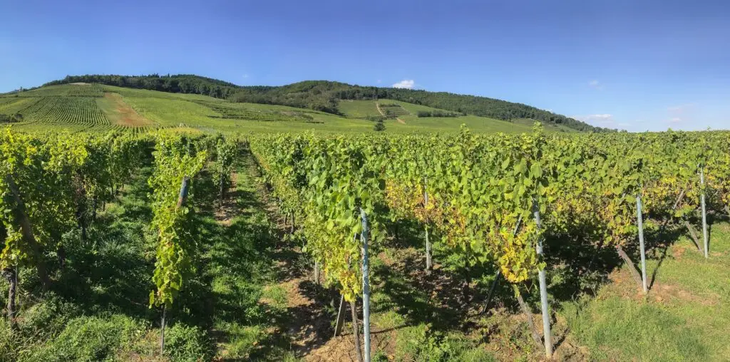 Domaines Schlumberger — Wine Tasting Guebwiller